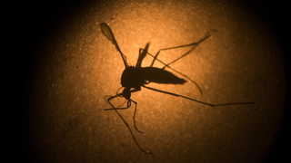 CDC Reports that Three Babies in America Have Been Born With Zika-Related Birth Defects